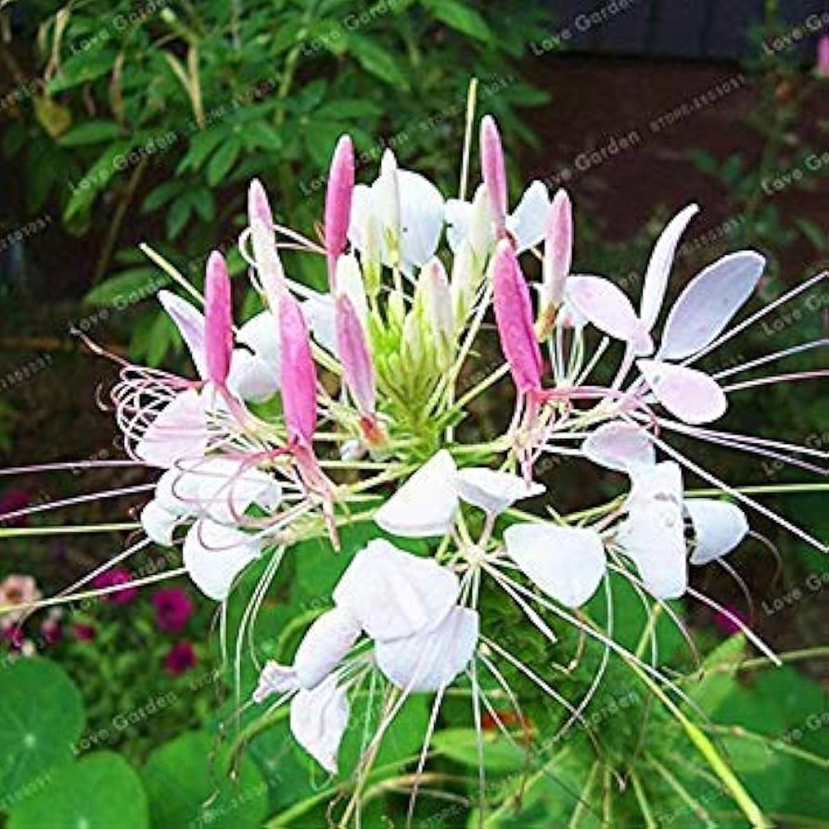 Cleome Spinosa Flower Seeds for DIY Garden Plants