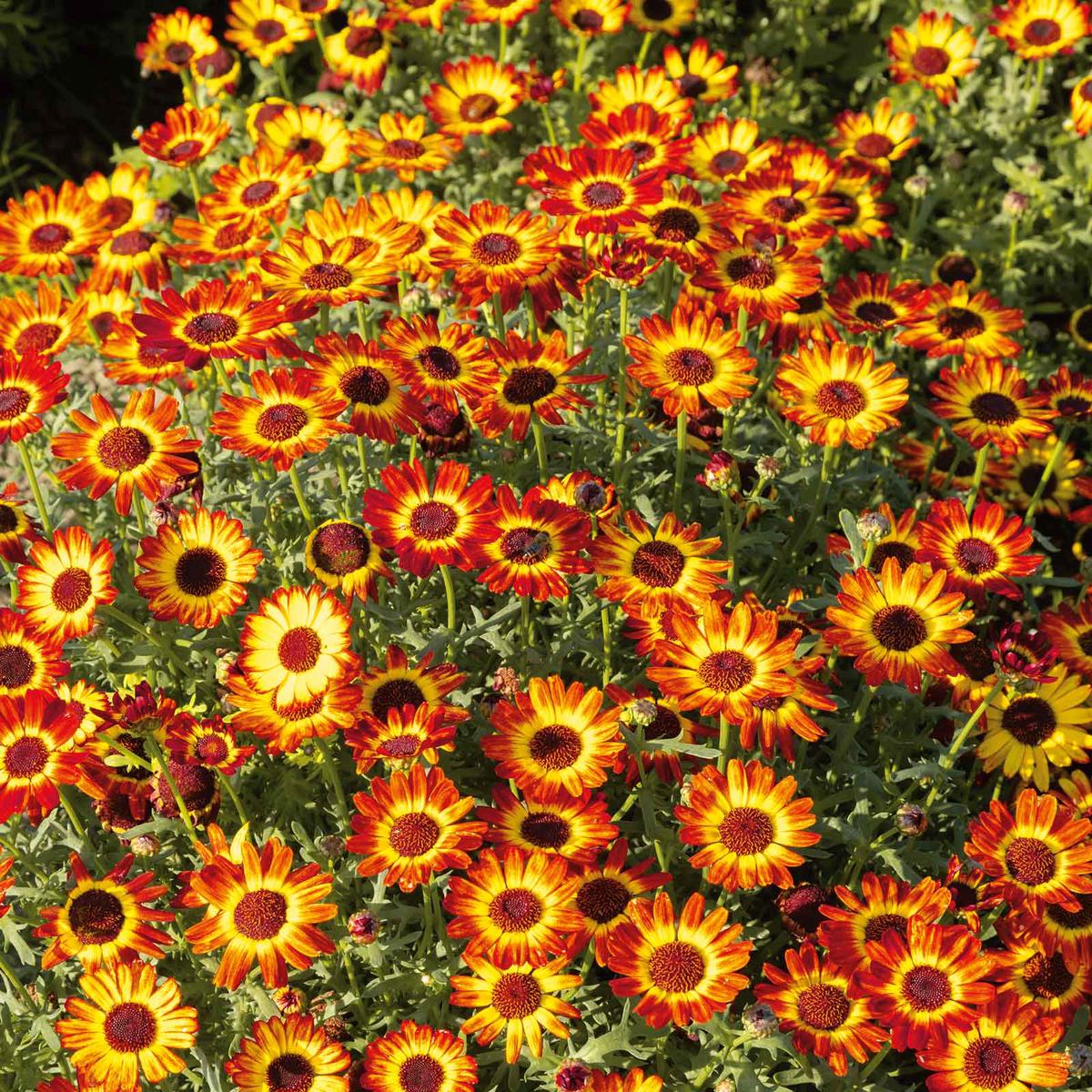 Daisy Seeds - German Flag