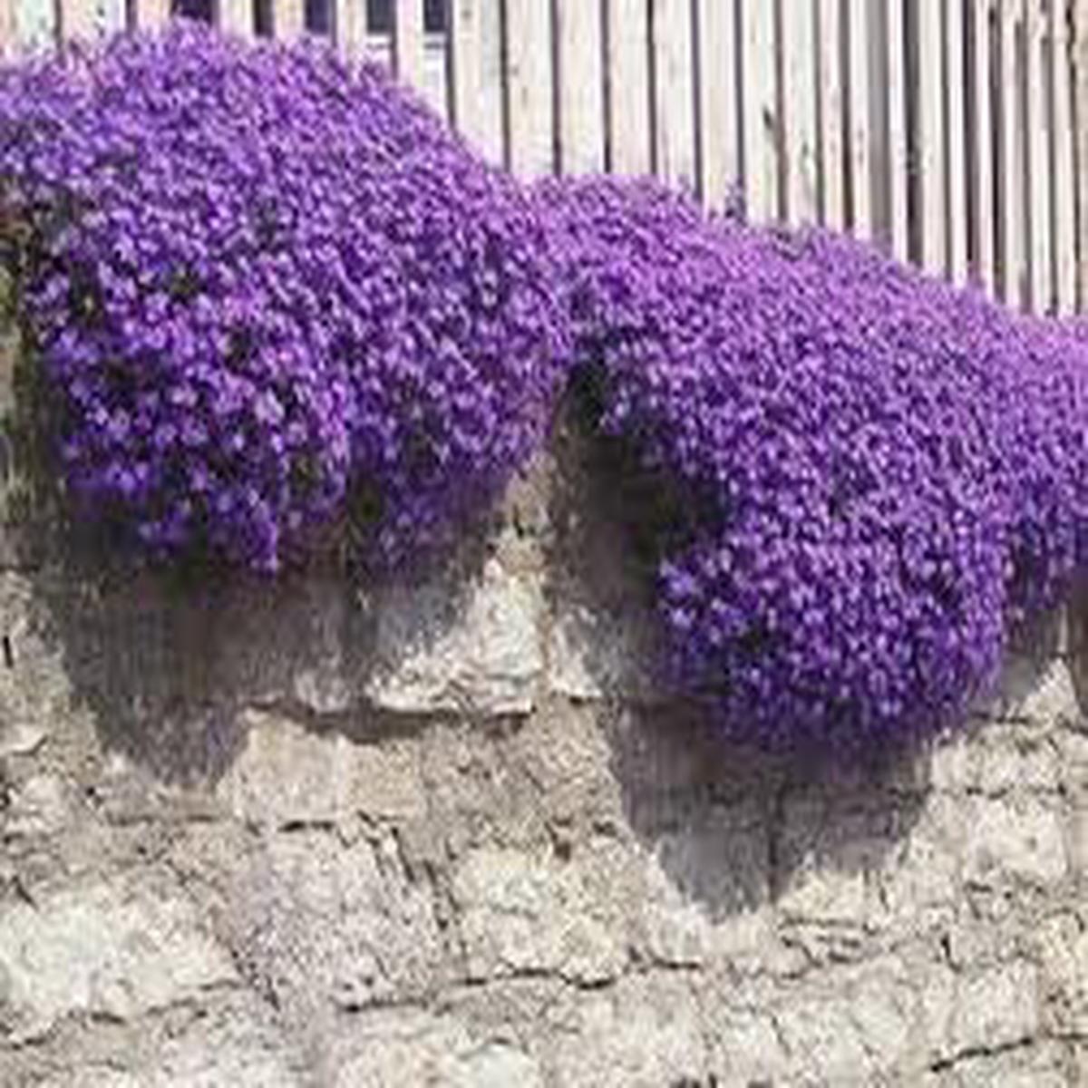 Heirloom Non-GMO Cascade Flower Seeds for Garden Planting Flowing Vibrant Blooms
