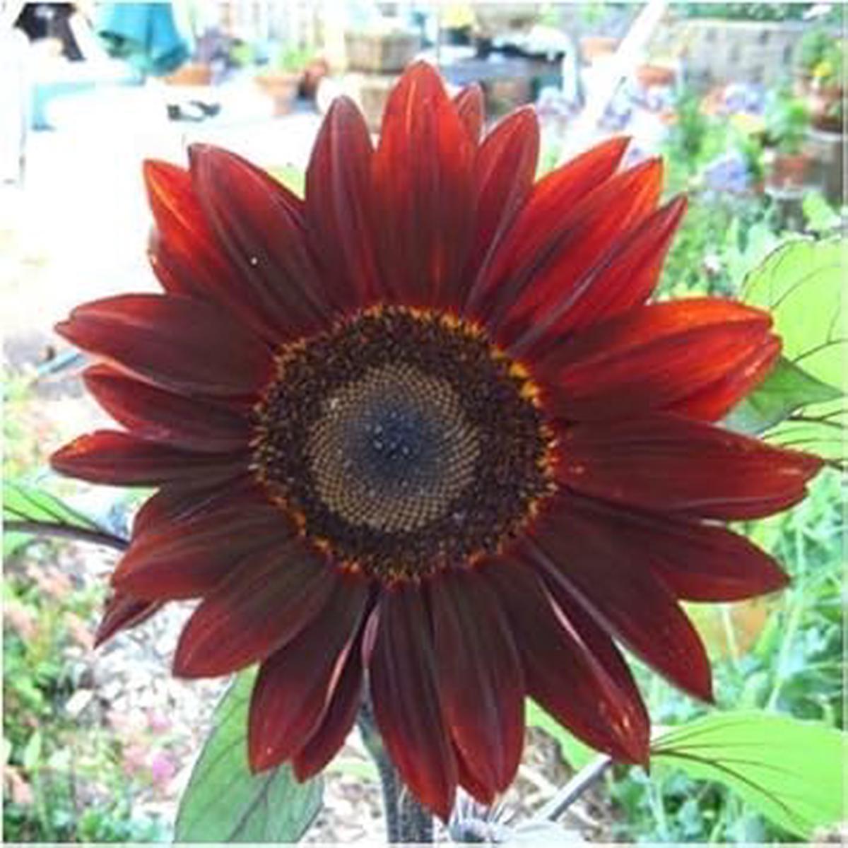 Red Moulin Sunflower Seeds for Planting Bright Red Blooms, Non-GMO, Heirloom, High Germination
