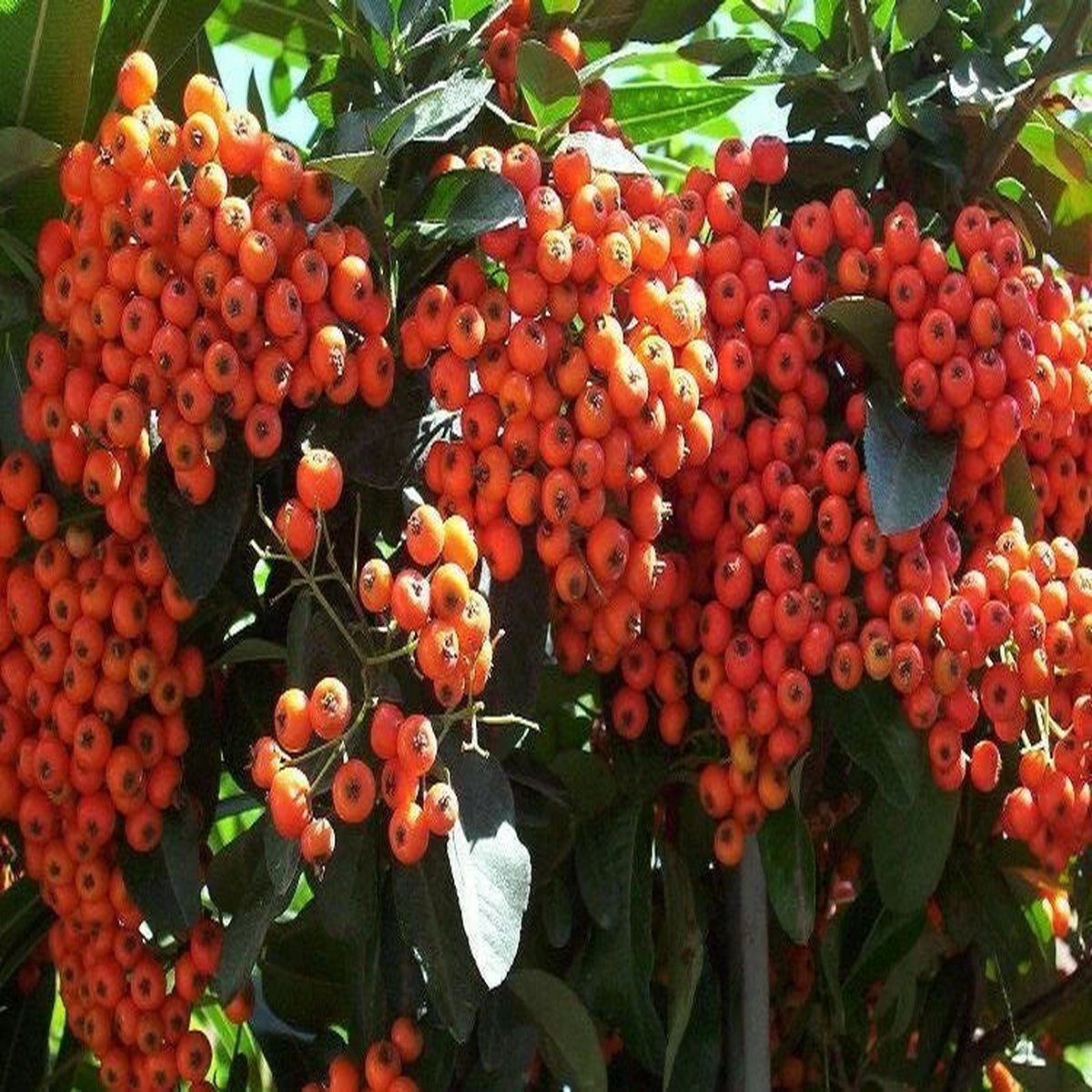 Scarlet Firethorn Pyracantha coccinea Shrub Seeds Hardy Showy Hedge Heirloom, Non-GMO, High Germination Organic Garden Seeds