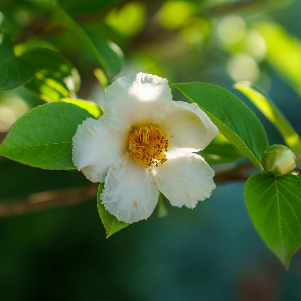 Stewartia White Seeds for Planting Organic, Heirloom, Non-GMO Ornamental Tree Seeds