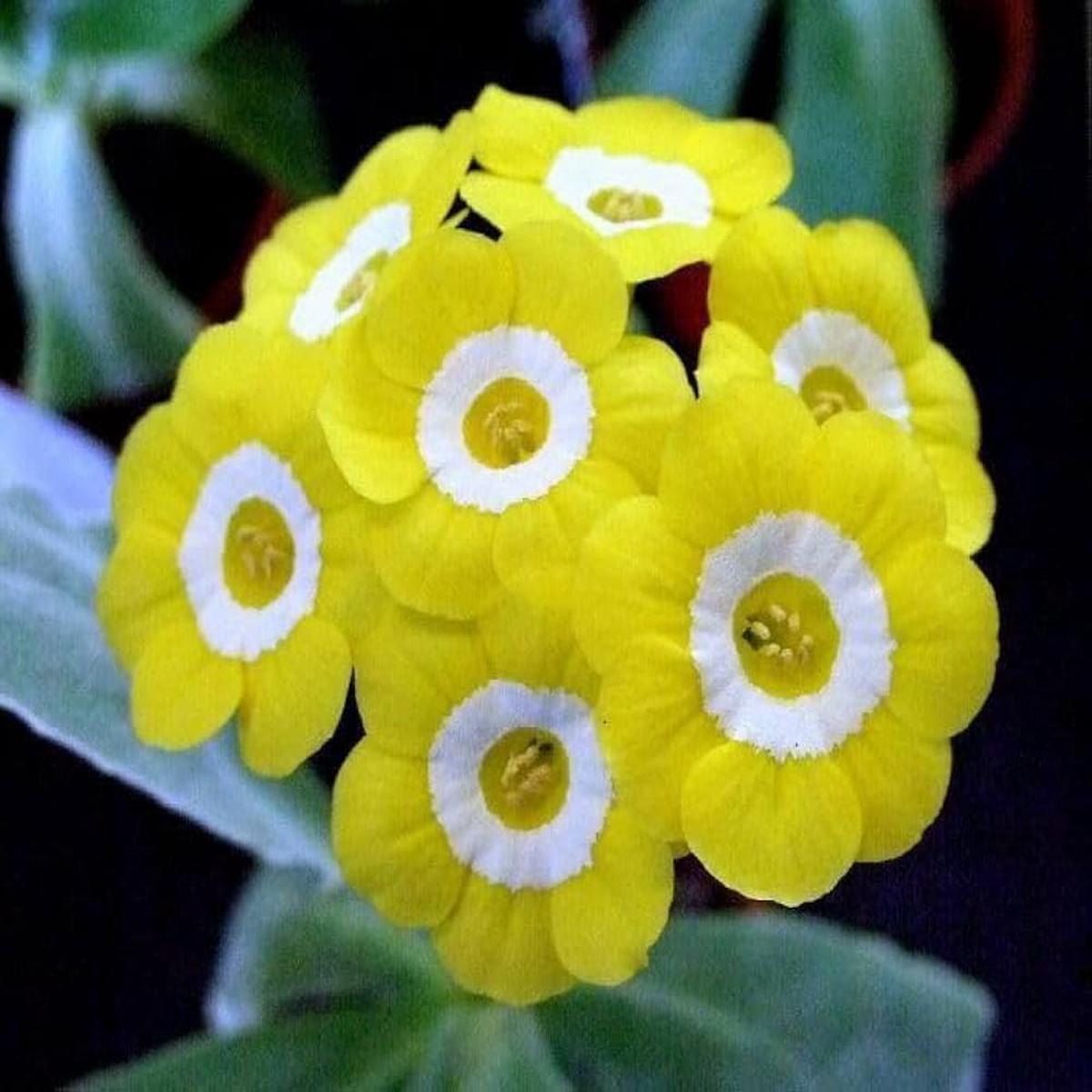 Yellow Primula Auricula Seeds for Planting Organic, Heirloom, Non-GMO