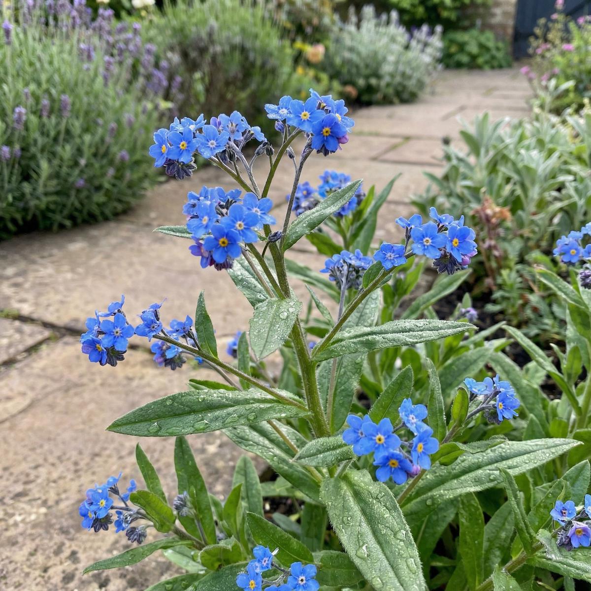 Blue Cynoglossum Amabile Seeds - Ideal for Planting