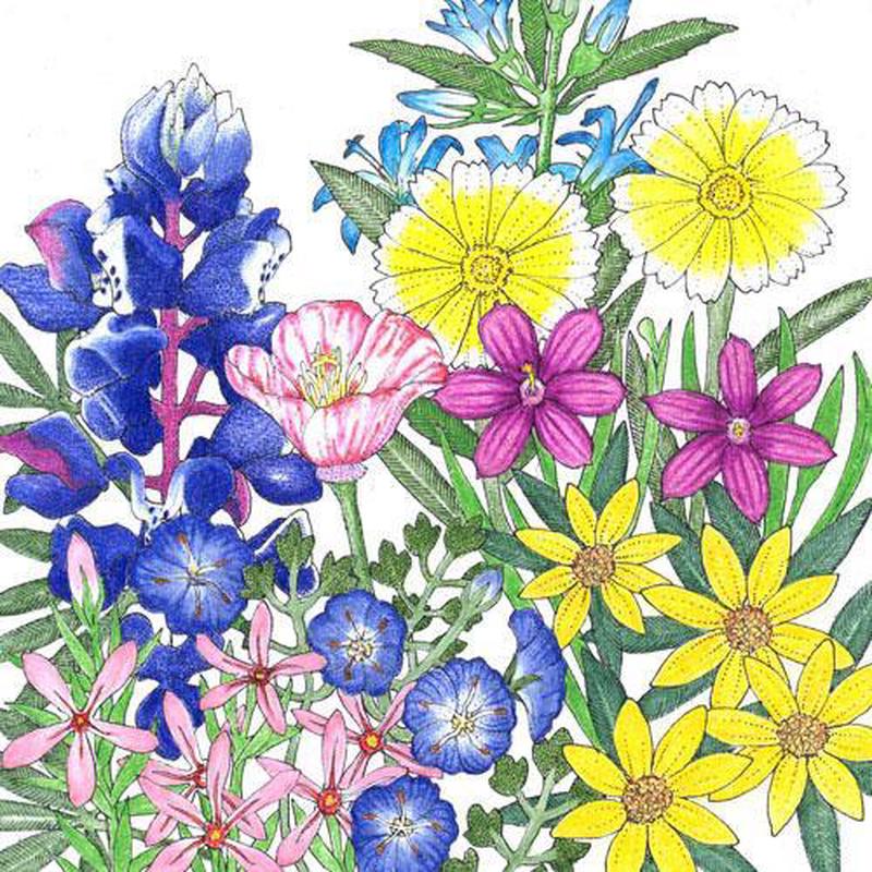 California Low-Growing Native Wildflower Mix (1 lb)