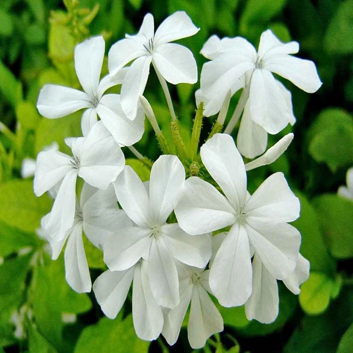 Plumbago White seeds Snowdrift Heirloom, Non-GMO, High Germination Organic Garden Seeds
