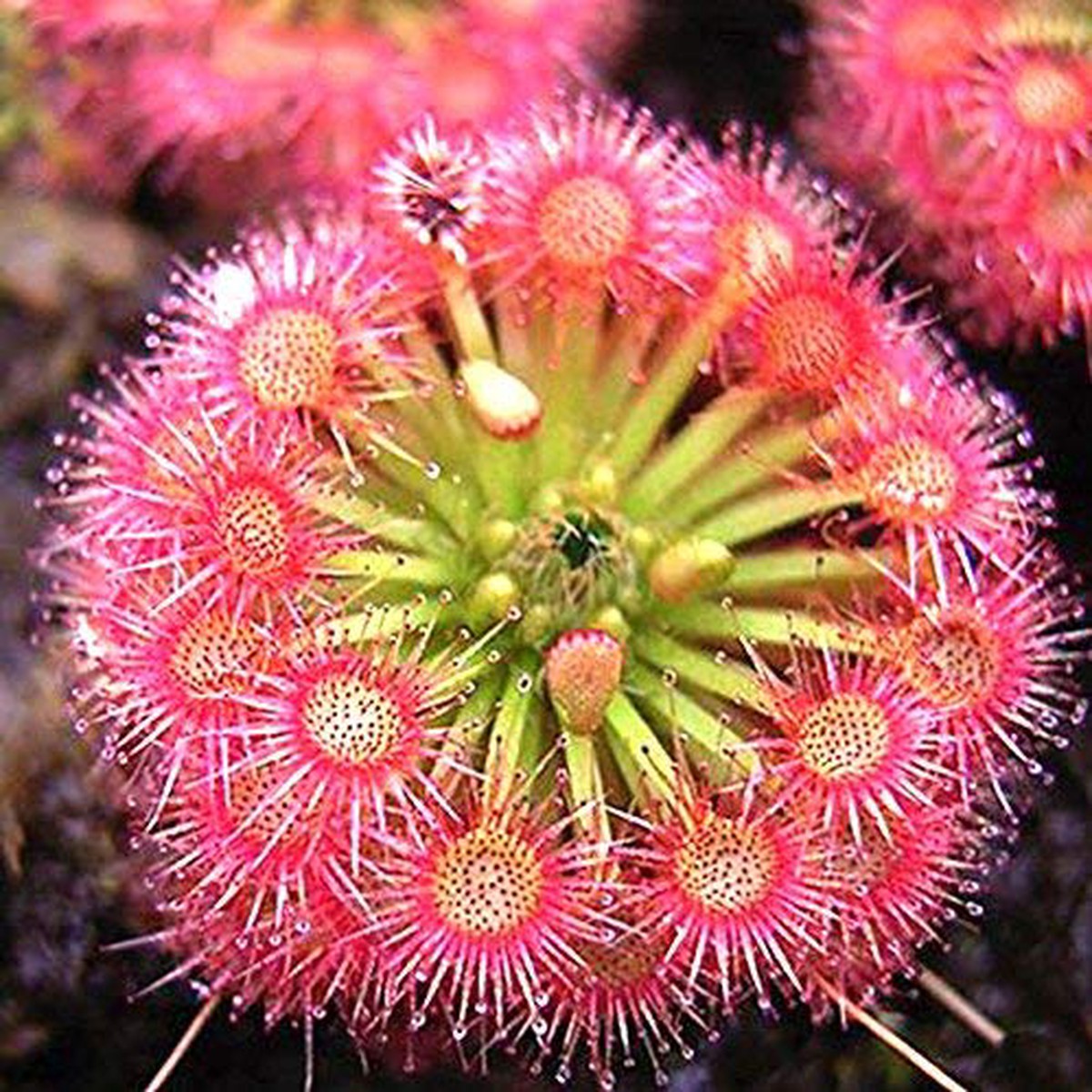 Red Yellow Sundew Plant Seeds Heirloom Non-GMO Carnivorous Seeds for Planting
