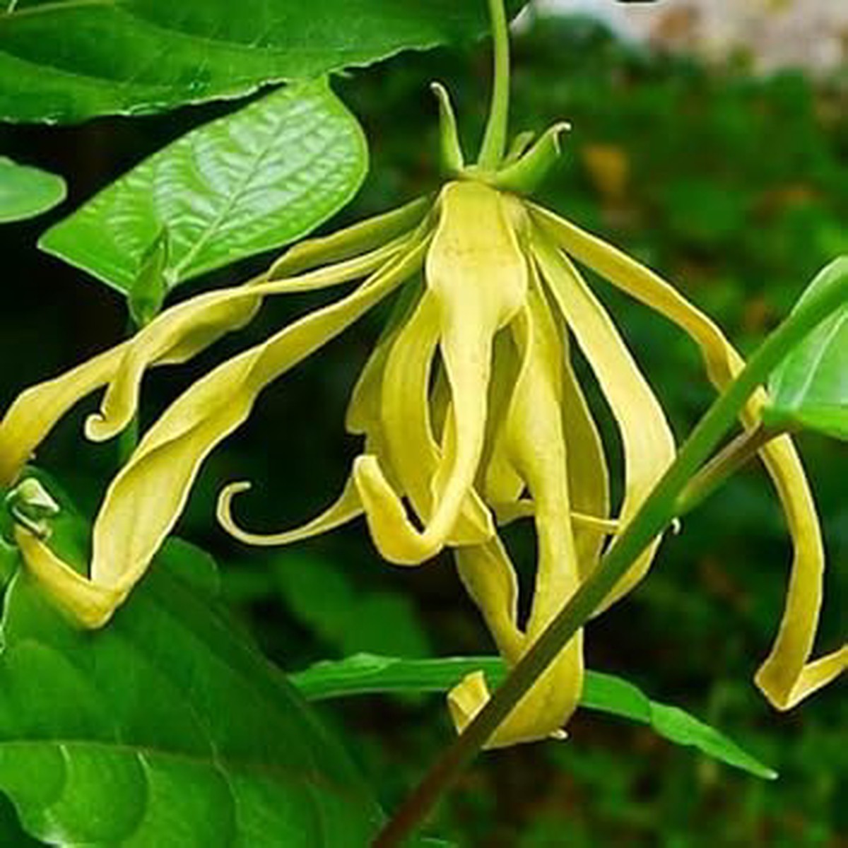 Ylang-Ylang Flower seeds for Planting - Pollinator Friendly, Heirloom & GMO Free Seeds for Home Garden