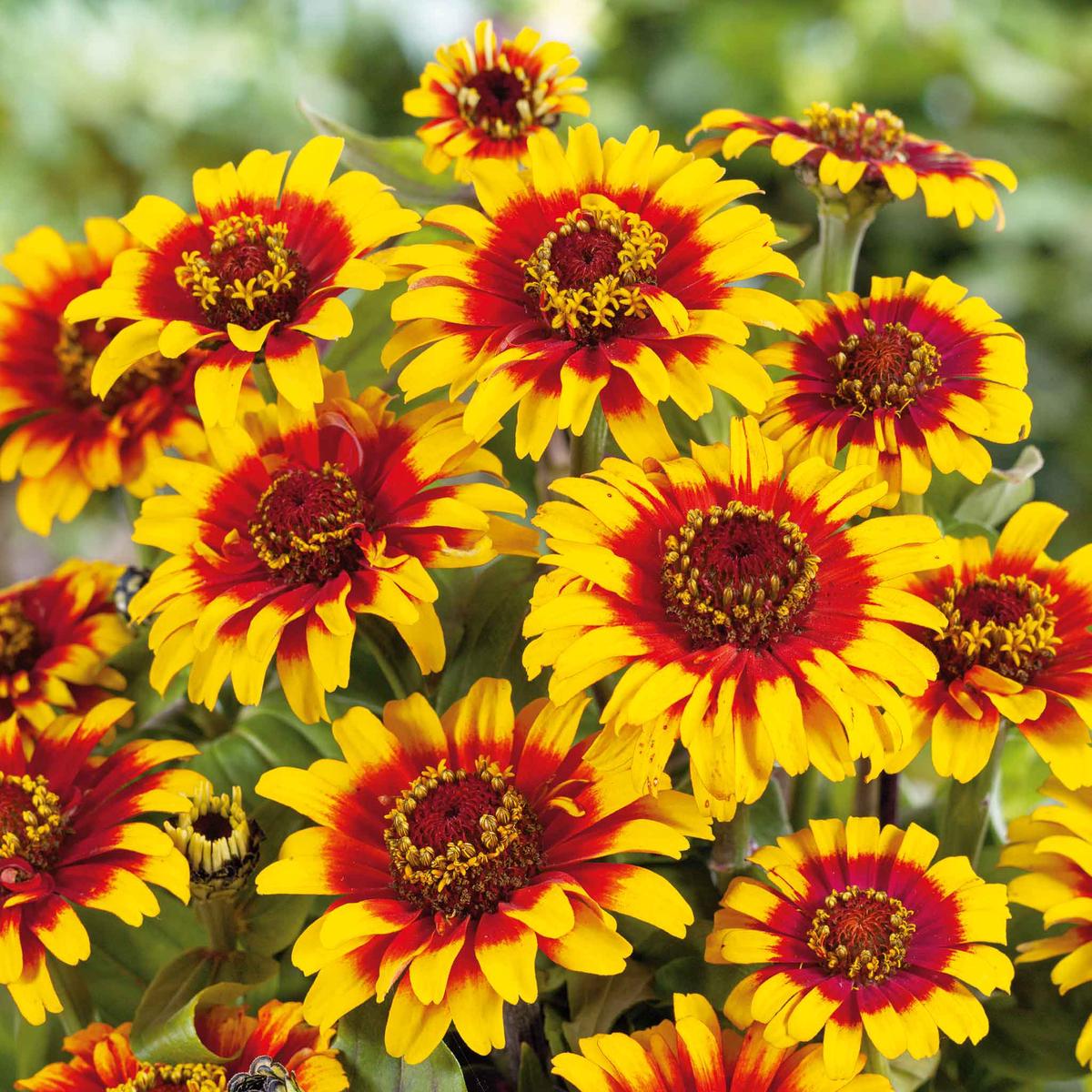 Zinnia Seeds - Sombrero