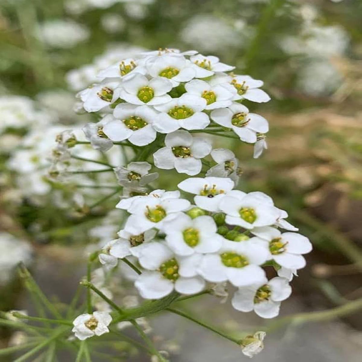 Alyssum Lobularia maritima flower seeds for planting in kitchen gardens