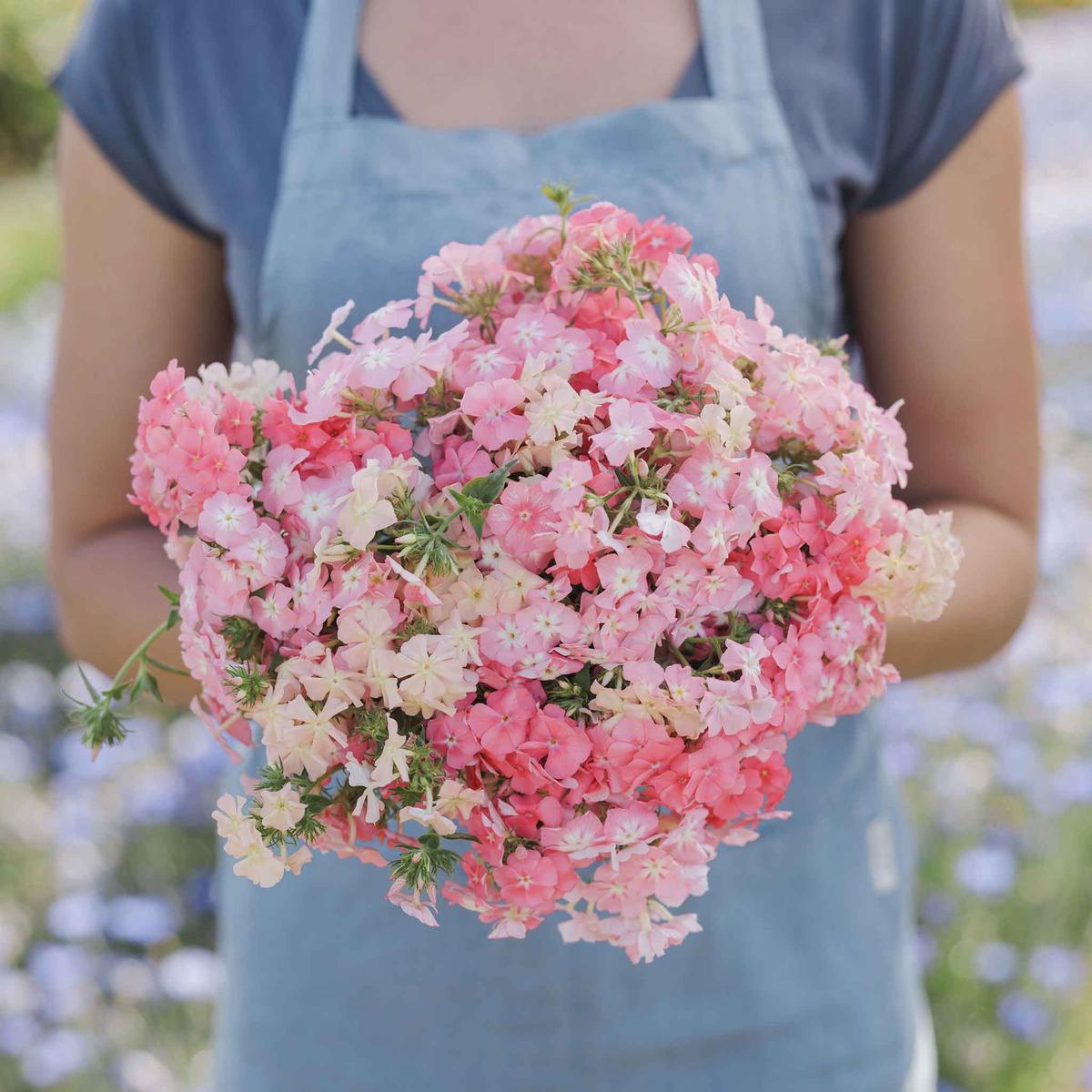 Annual Phlox Seeds - Phlox of Sheep