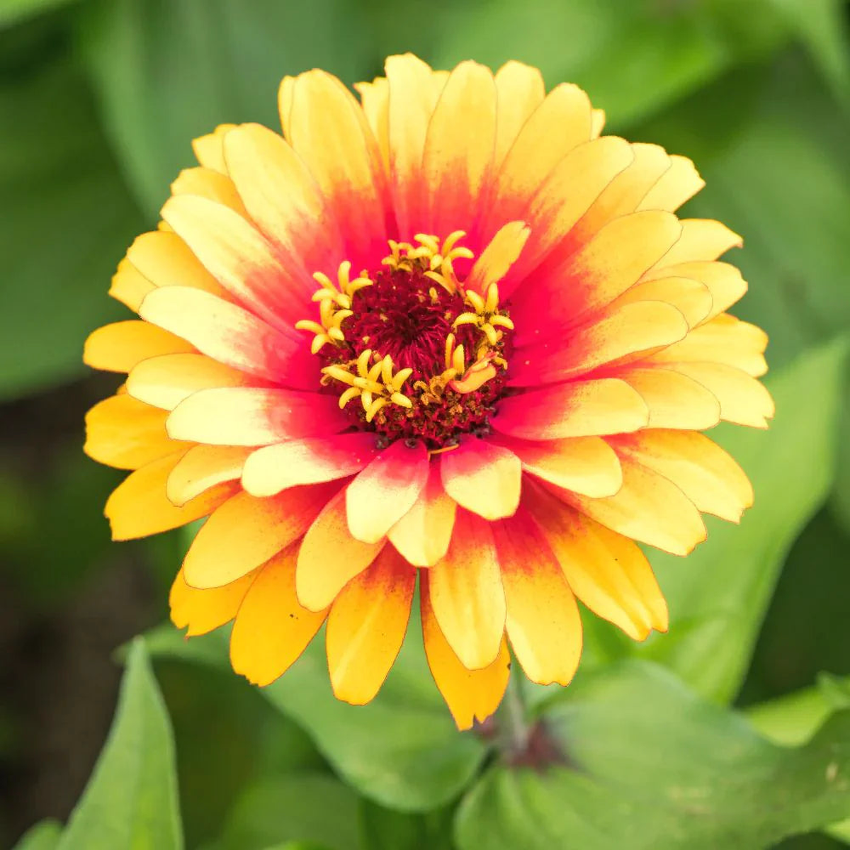 Bright Yellow Red Zinnia Flower Seed Perfect for Planting