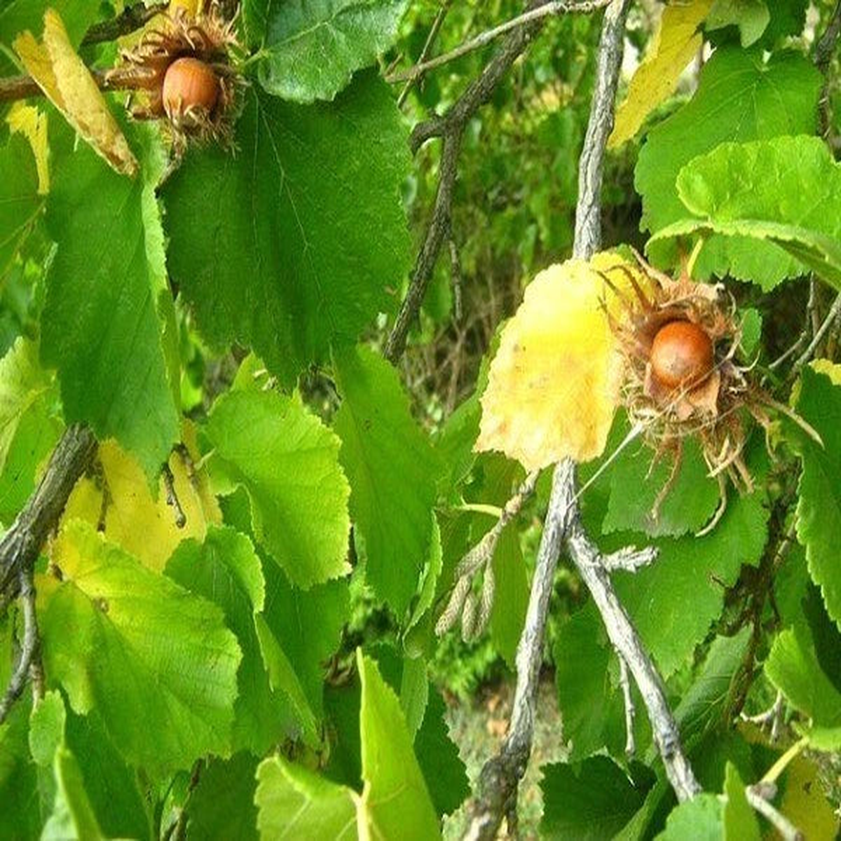 Corylus colurna Turkish Hazel Seeds Heirloom, Non-GMO, High Germination Organic Garden Seeds