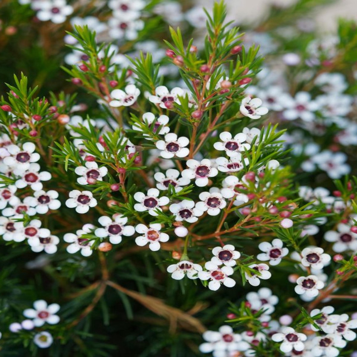 Geraldton Wax Flower Seeds for Planting Exotic Evergreen Blooms