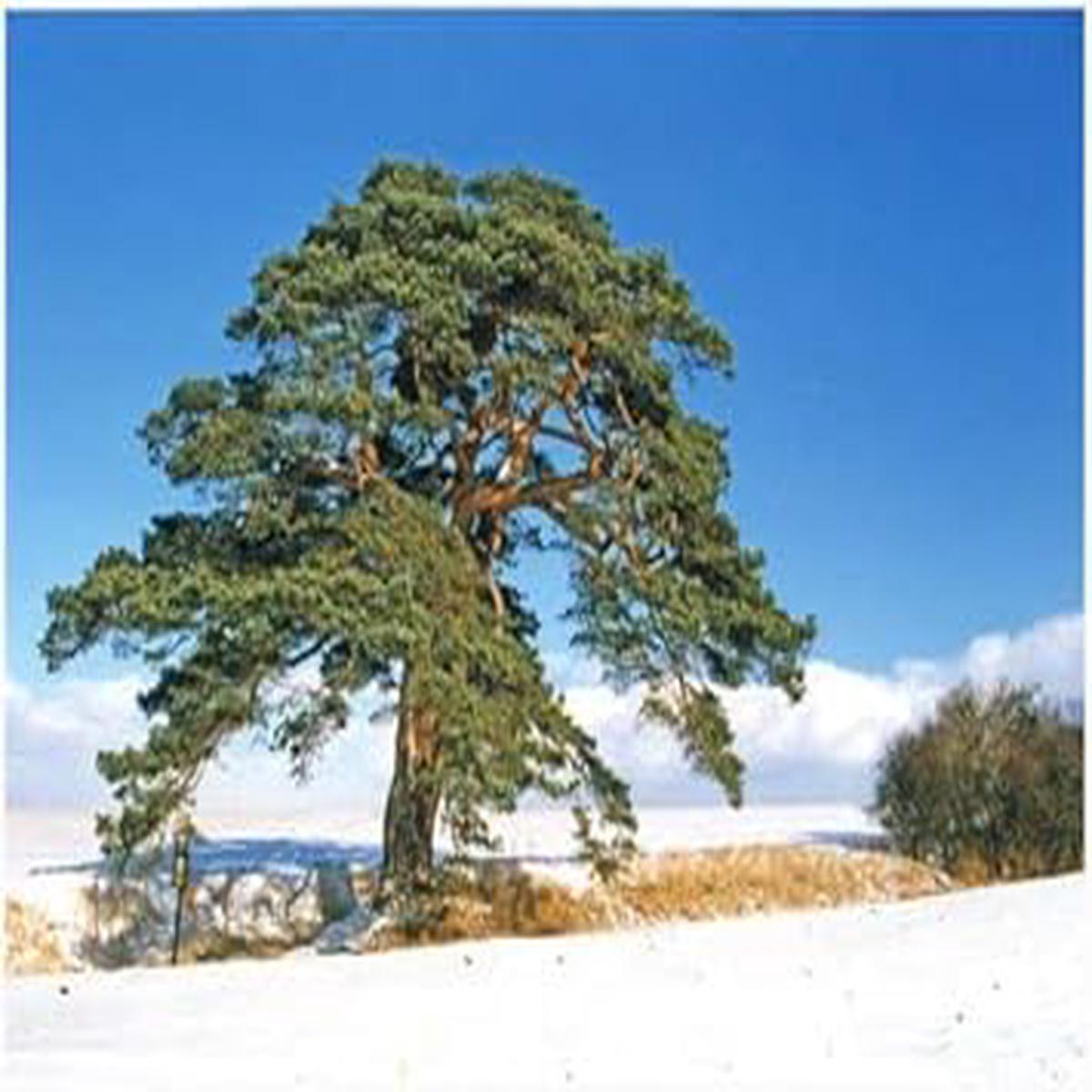 Green Scots Pine - Heirloom, Non - Gmo Seeds