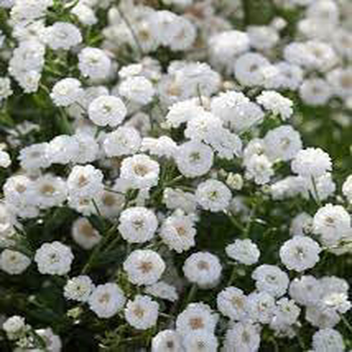 Heirloom Yarrow Superior Flower Seeds Non-GMO for Garden Pollinator-Friendly Blooms