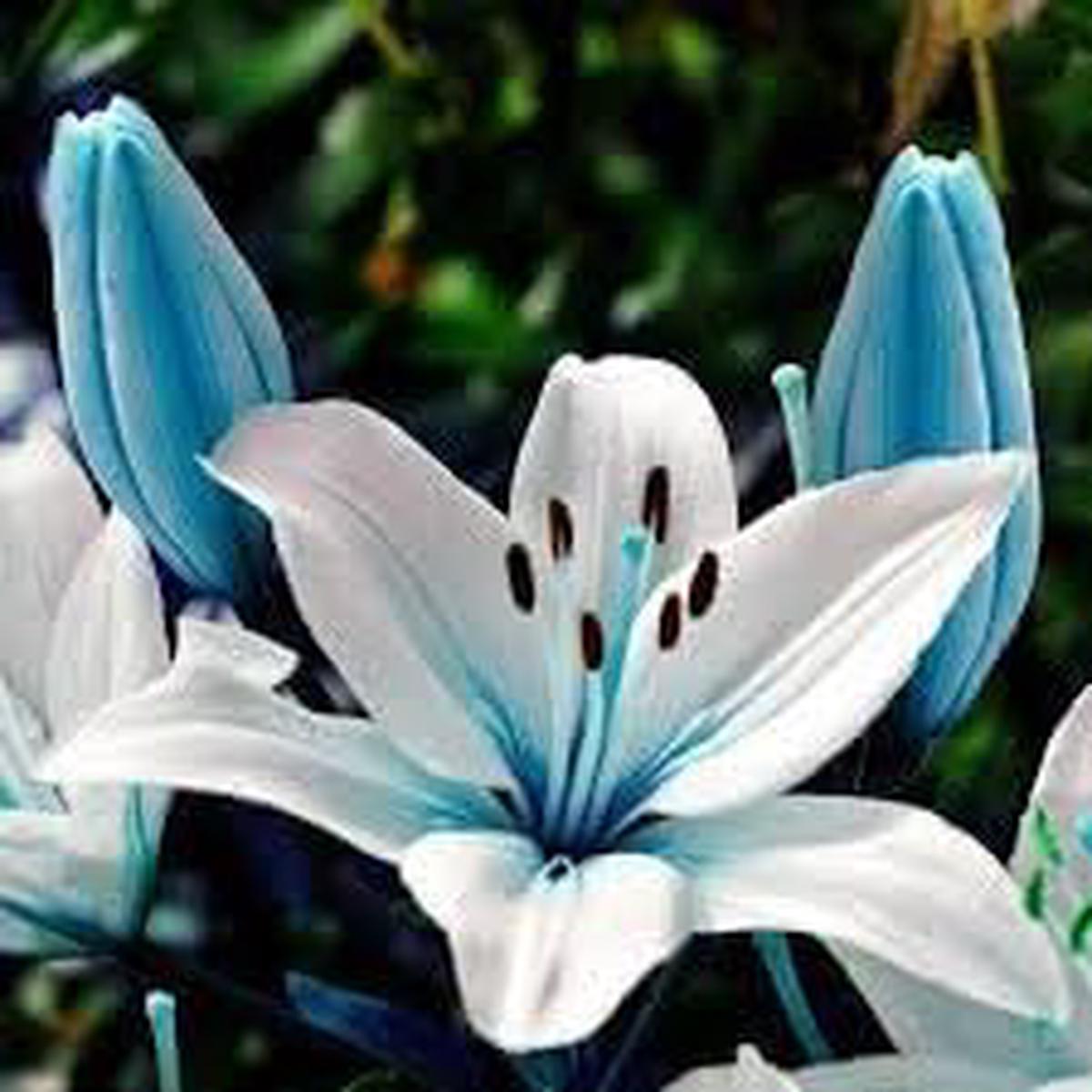 Lilium Flower Seeds for Garden Planting Heirloom, Non-GMO, High Germination