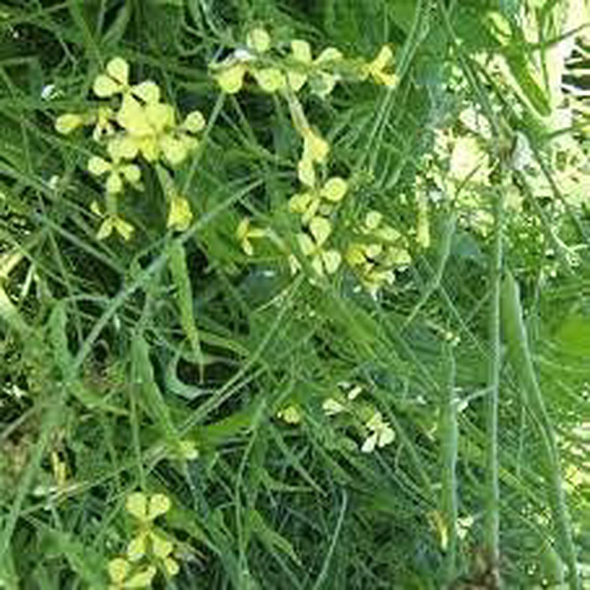 Mustard - Heirloom, Non - Gmo Seeds