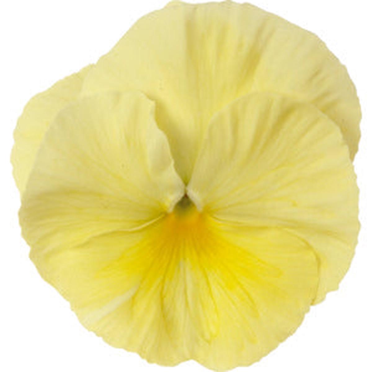Pansy Punch Primrose - 10 seeds