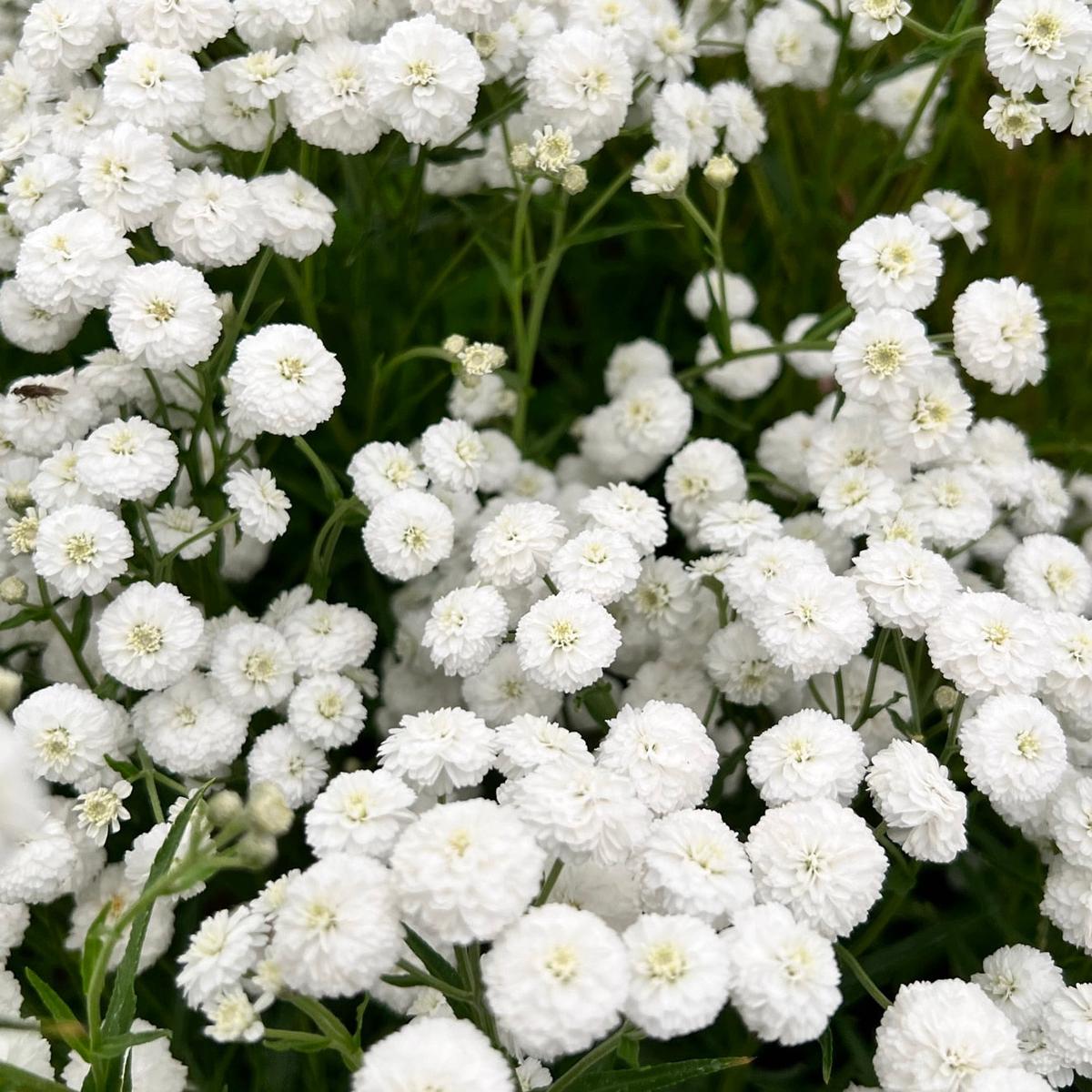 Achillea 'The Pearl' Seeds for Planting  Heirloom, Non-GMO, Elegant White, Perennial