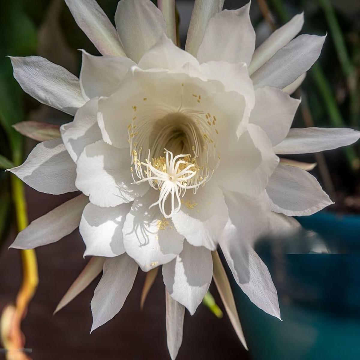 Cactus Epiphyllum Oxypetalum Orchid Cactus Flower Seeds for Planting