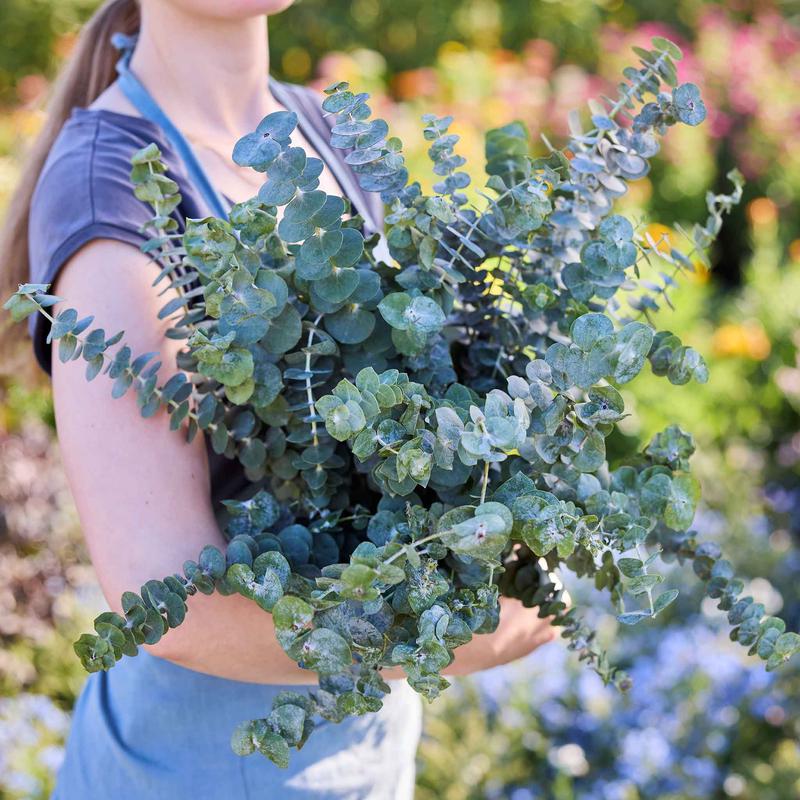 Eucalyptus Seeds - Baby Blue Bouquet