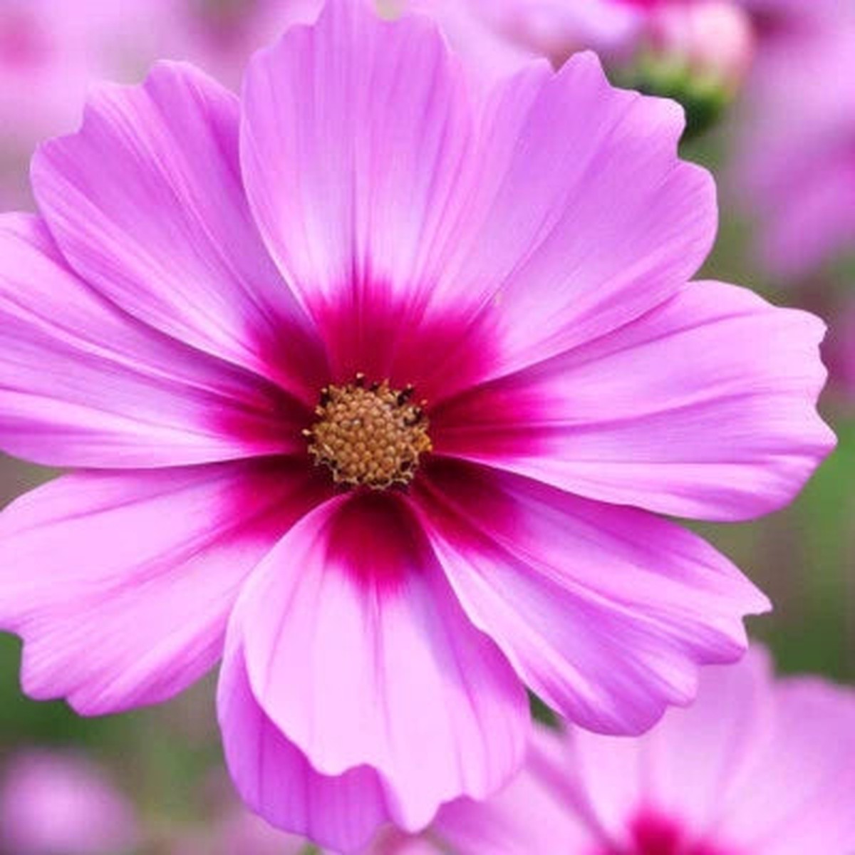 Gloria Cosmos Seeds for Planting Non-GMO Seed Store Heirloom