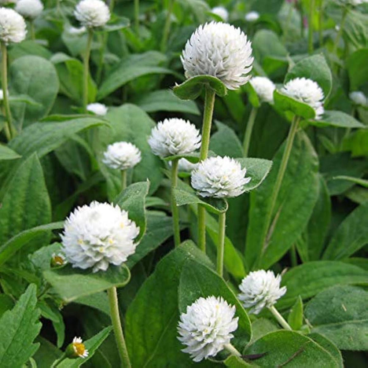 Gomphrena Higro White Seeds for Planting Elegant Globe Flowers