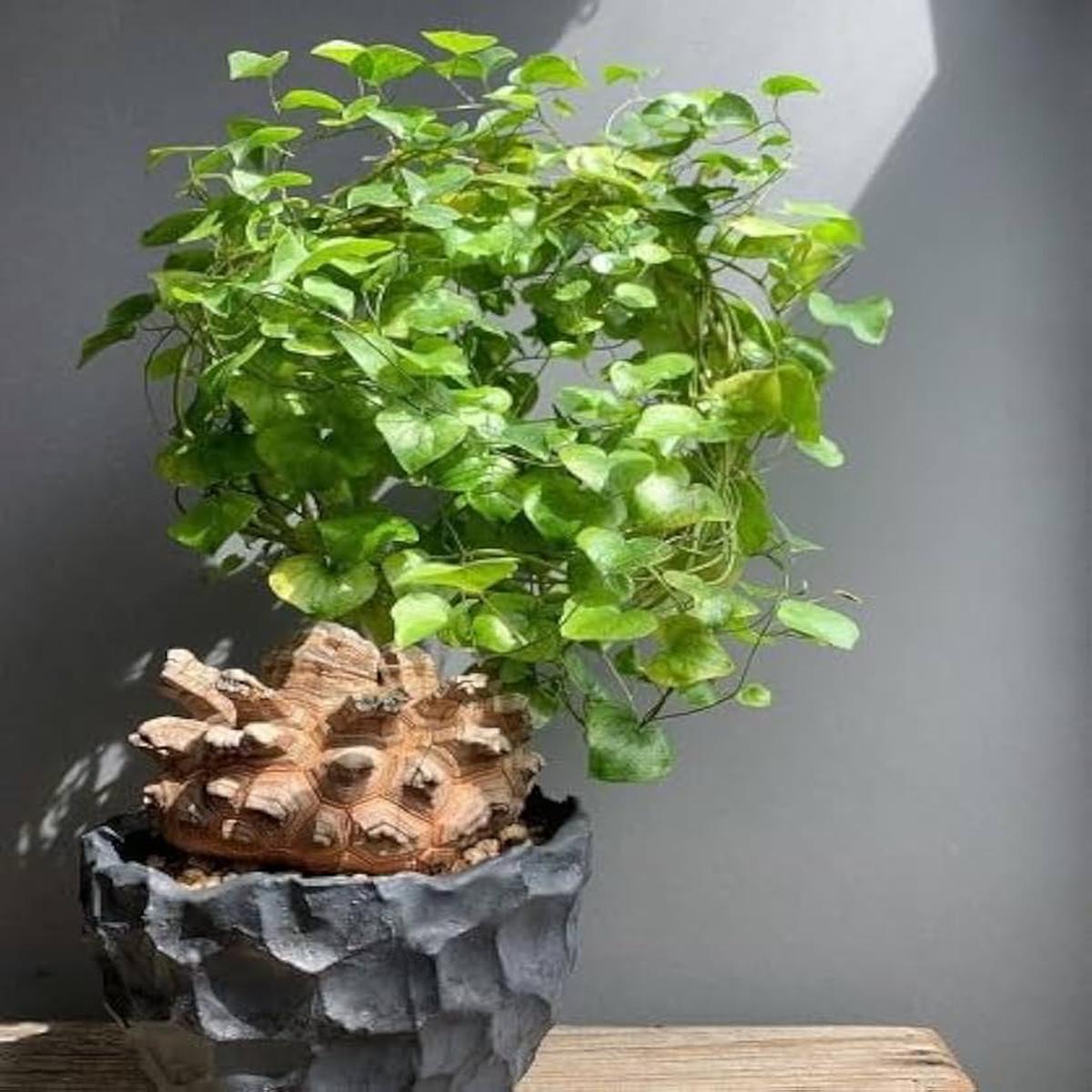 Heirloom Non-GMO Dioscorea Plant Seeds for Planting Edible Tropical Tuber Seeds | High Germination