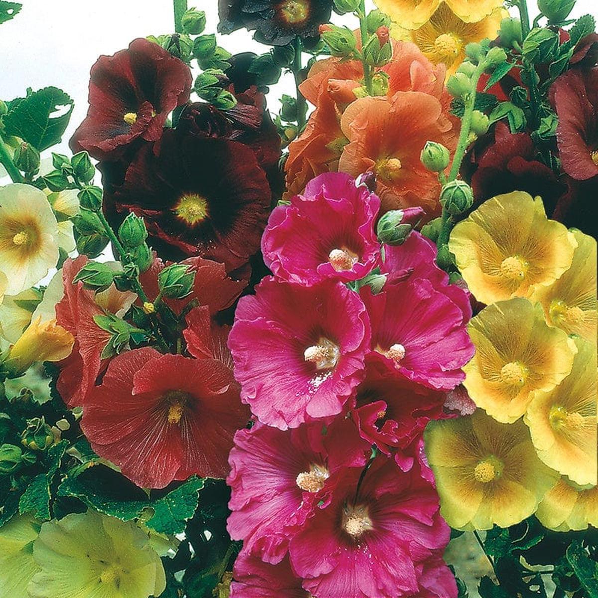 Hollyhock Giant Single Mixed Seeds