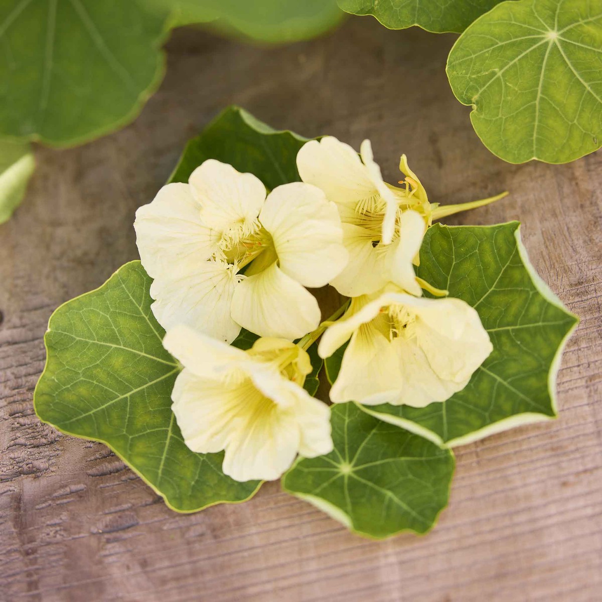 Nasturtium Seeds - Moonlight