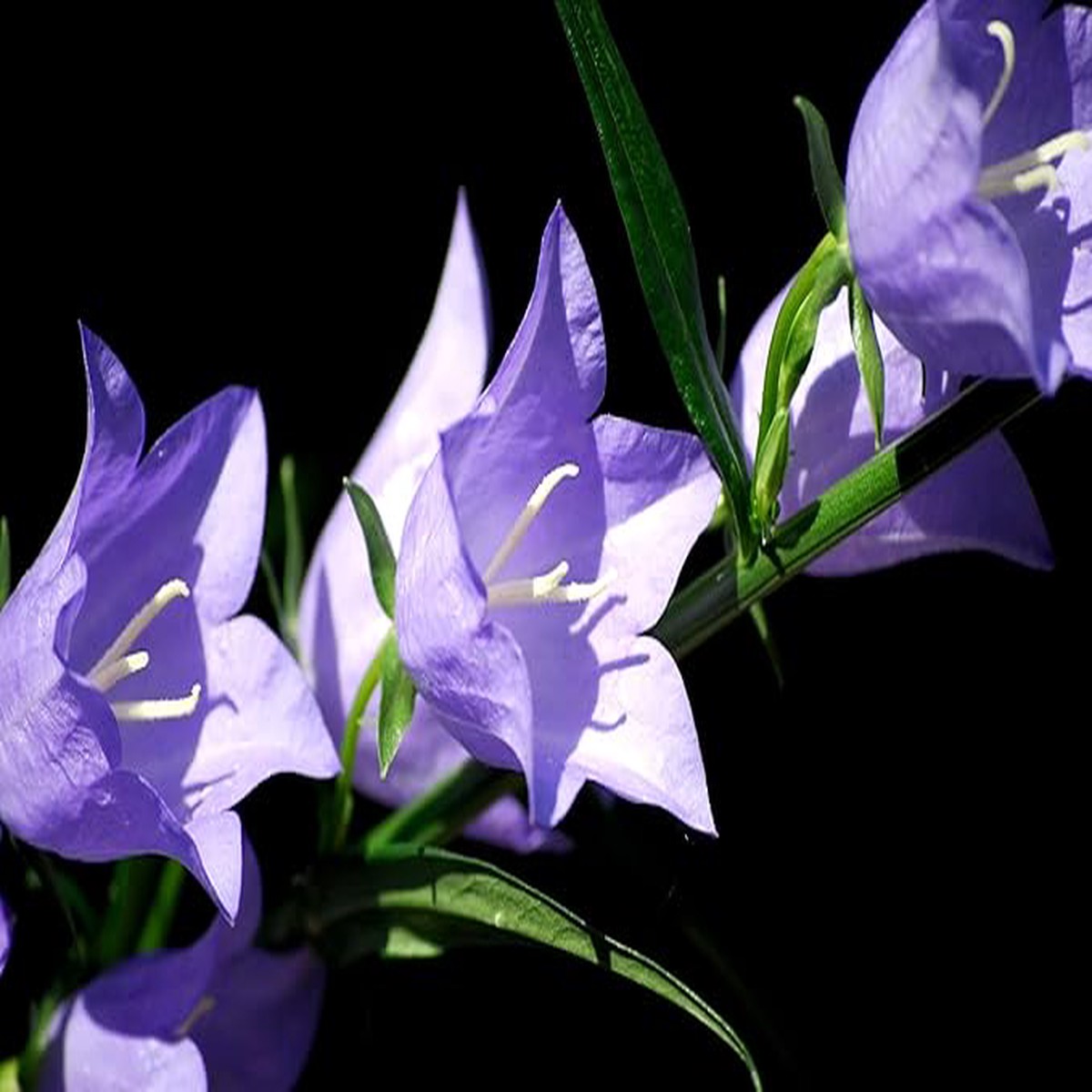 Purple Blue Bellflower Campanula Carpatica Tussock Flower For Planting Compact Blooms For Edging