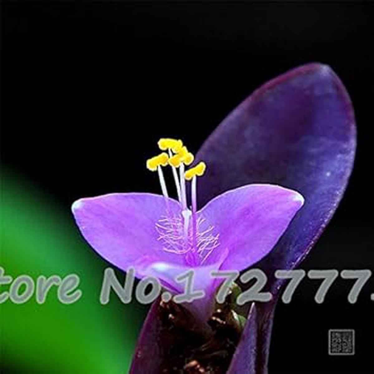 Purple Matthiola Incana Seeds Fragrant Flower Seeds for Planting