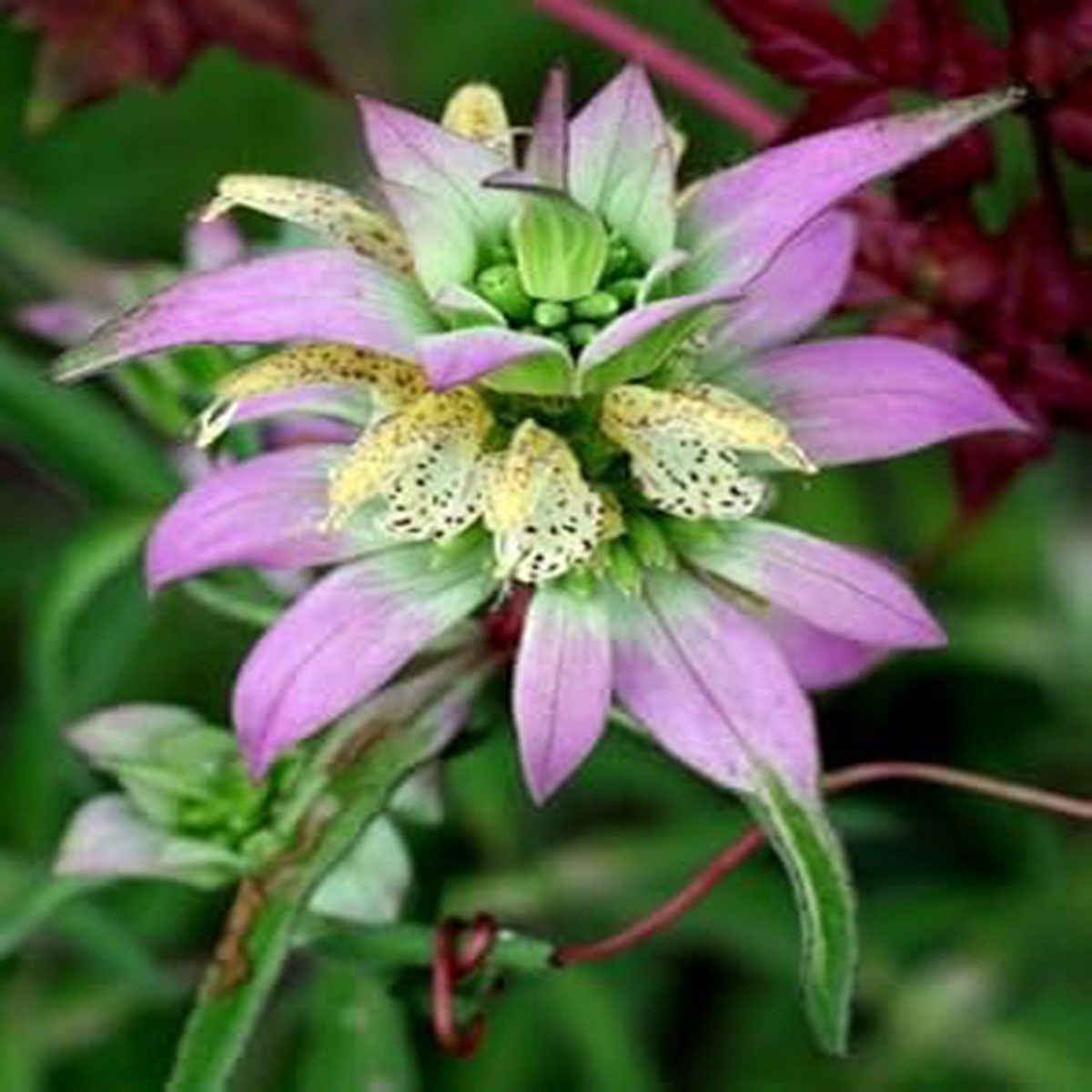 Purple Monarda Punctata Flower Seeds 100 pcs