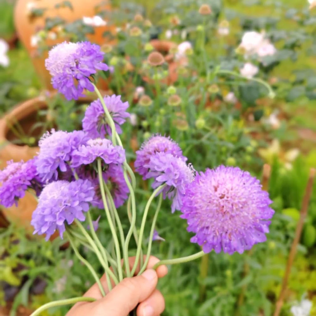 Purple Scabiosa Flower Seeds Long-Lasting Hardy Blooms