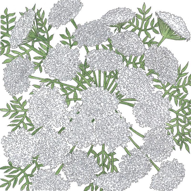 Queen Anne's Lace (1/4 lb)