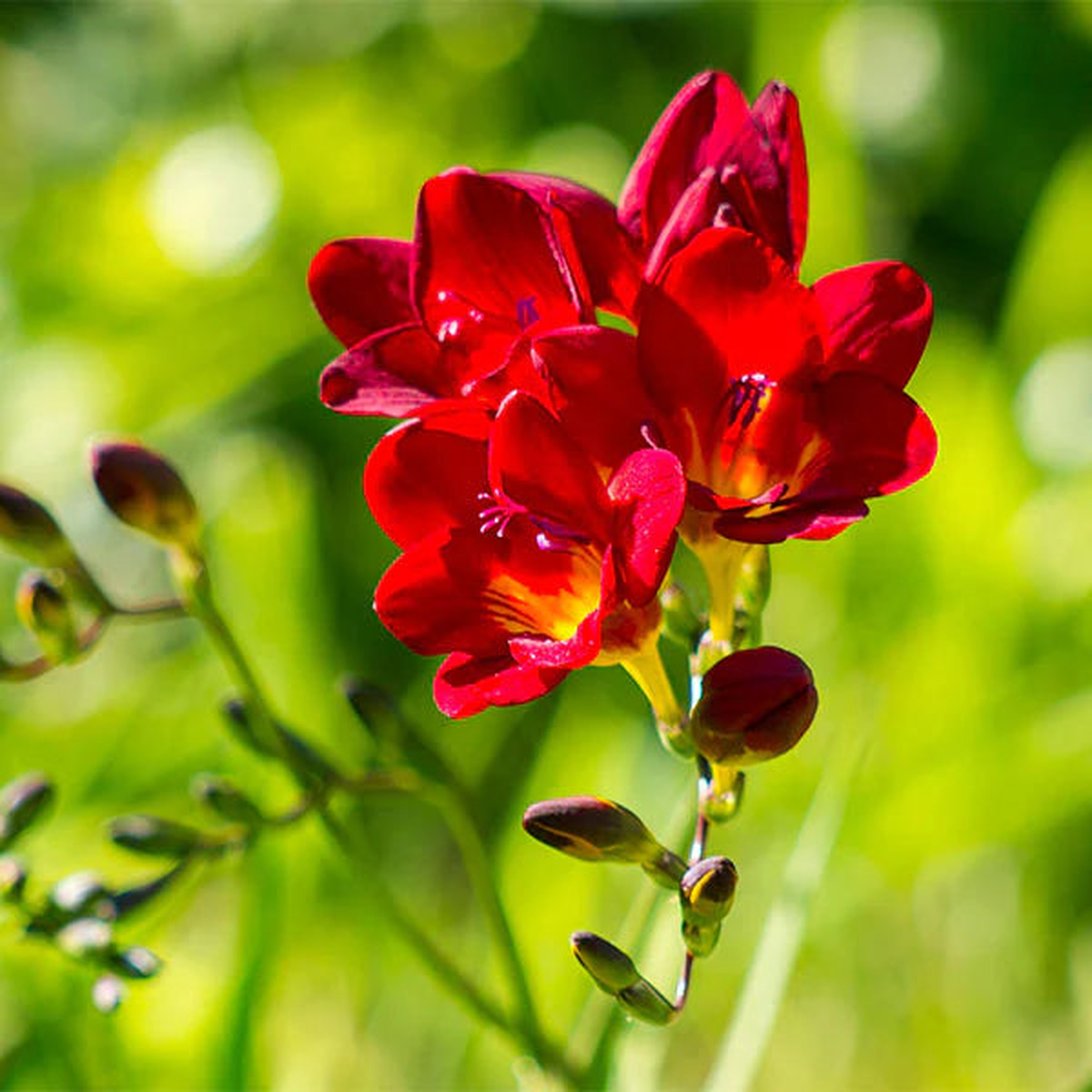 Red Freesia Seeds for Planting Heirloom, Non-GMO Organic Flower Seeds