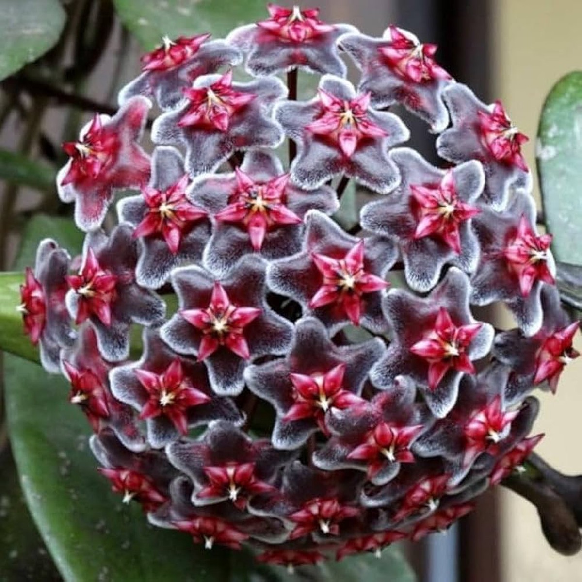 Ash Hoya Flower Seeds for Planting Heirloom, Non-GMO, High Germination Tropical Garden Seeds