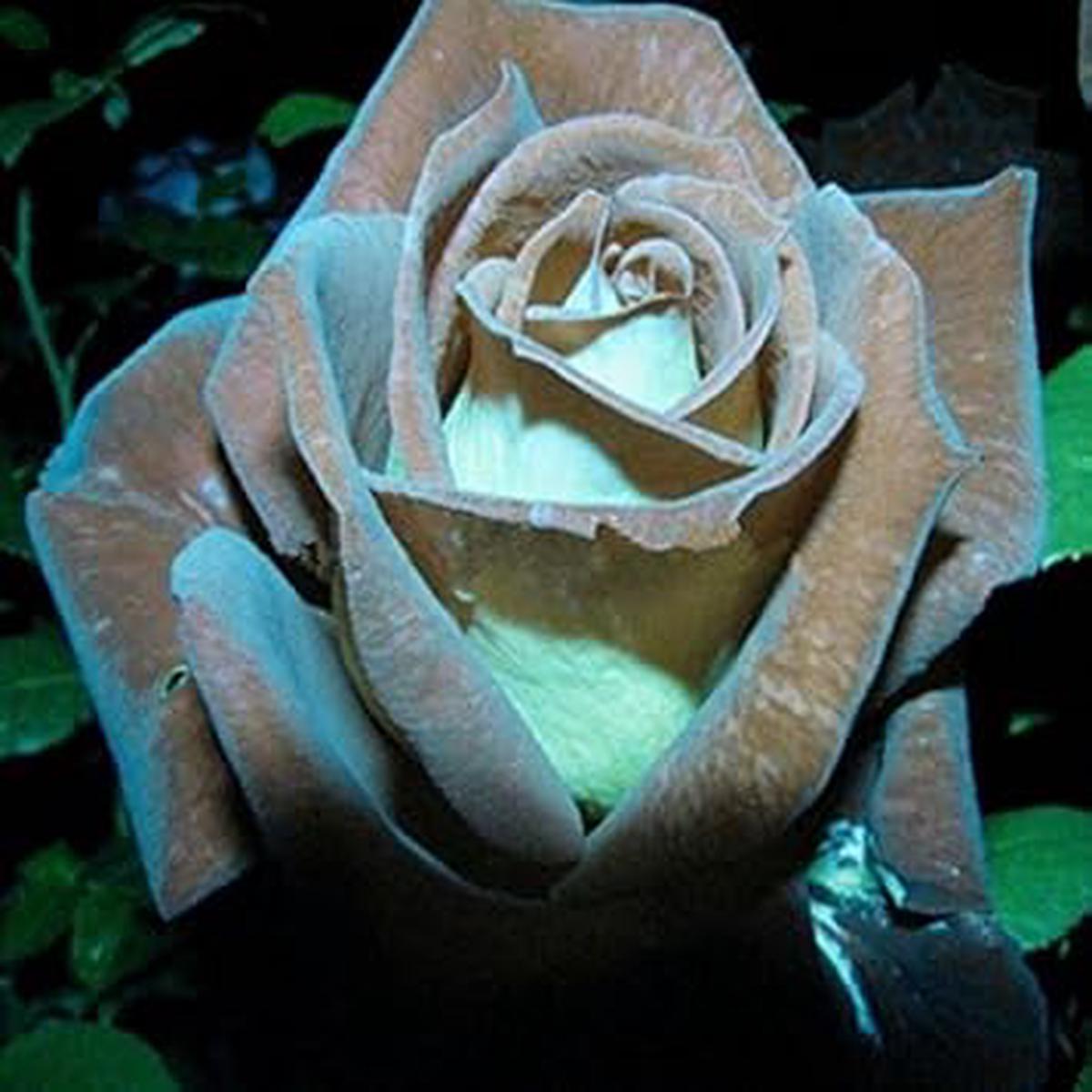 Brown Rose Flower - Heirloom, Non - Gmo Seeds