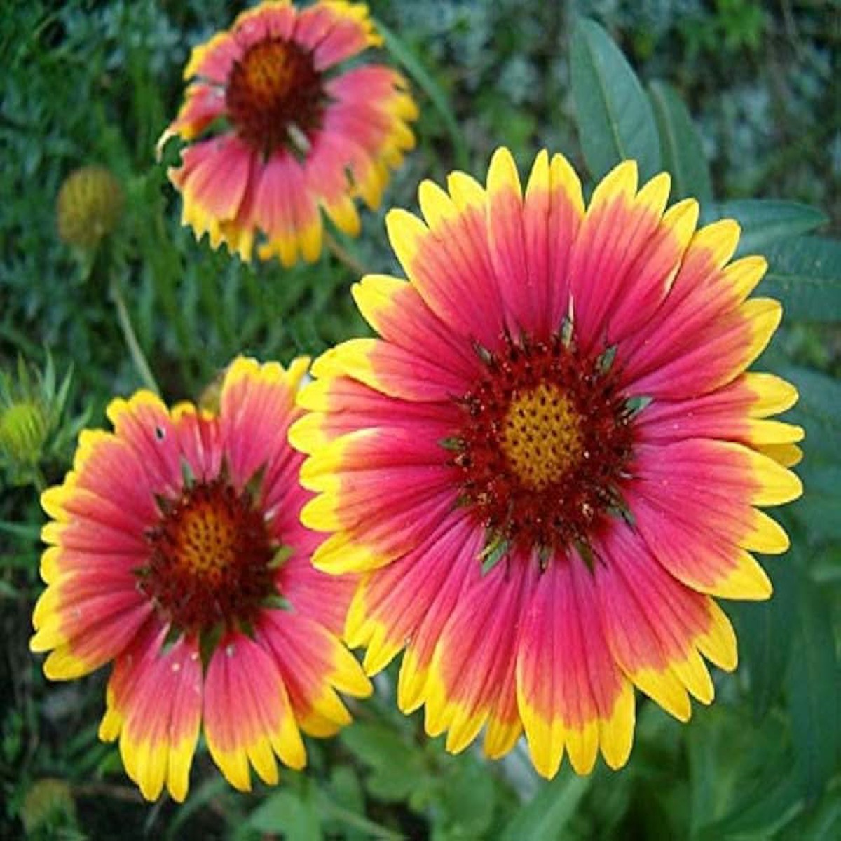 Gaillardia Pink Red Flower Seeds for Planting Bright Drought-Tolerant Blooms