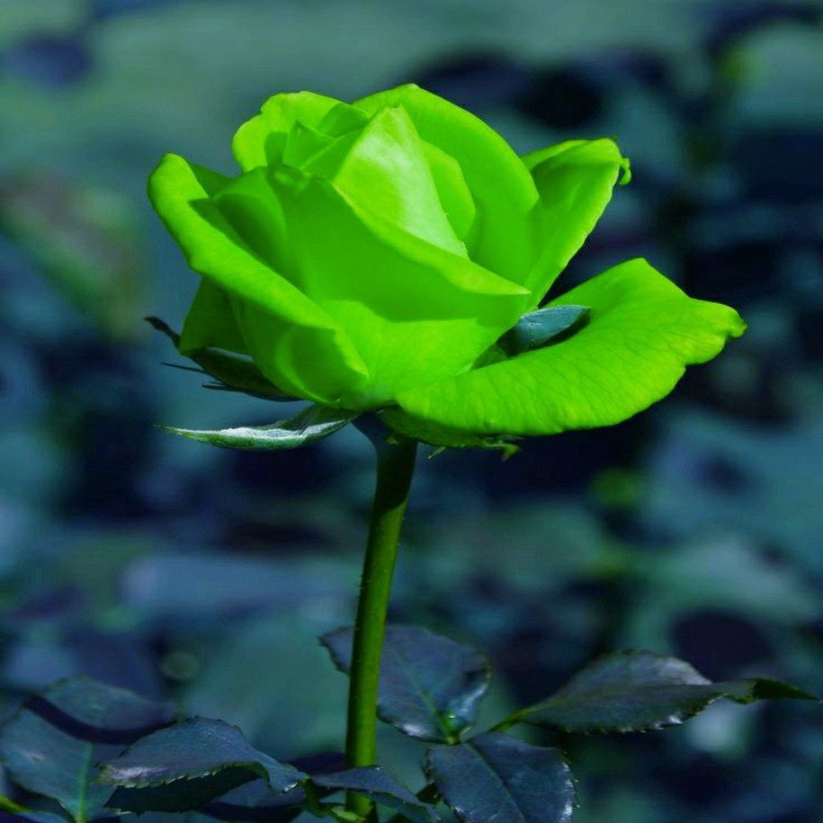 Green Rose Flower Seeds Heirloom Non-GMO Seeds for Planting
