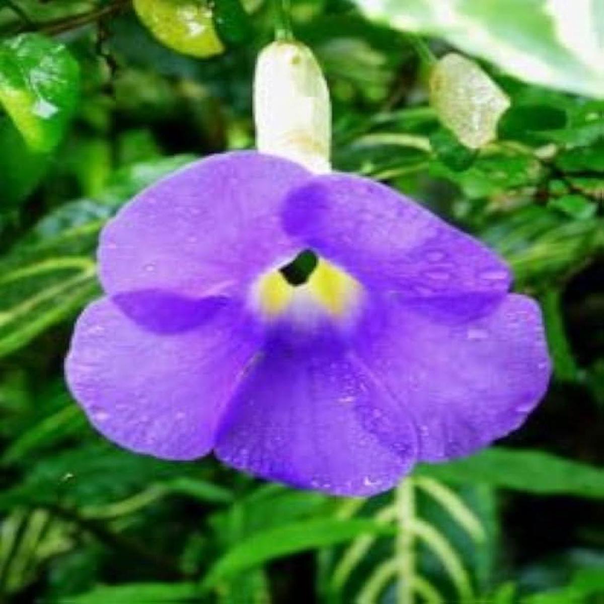 Heirloom Non-GMO Allamanda Flower Seeds for Planting Tropical Climbing Vine Seeds