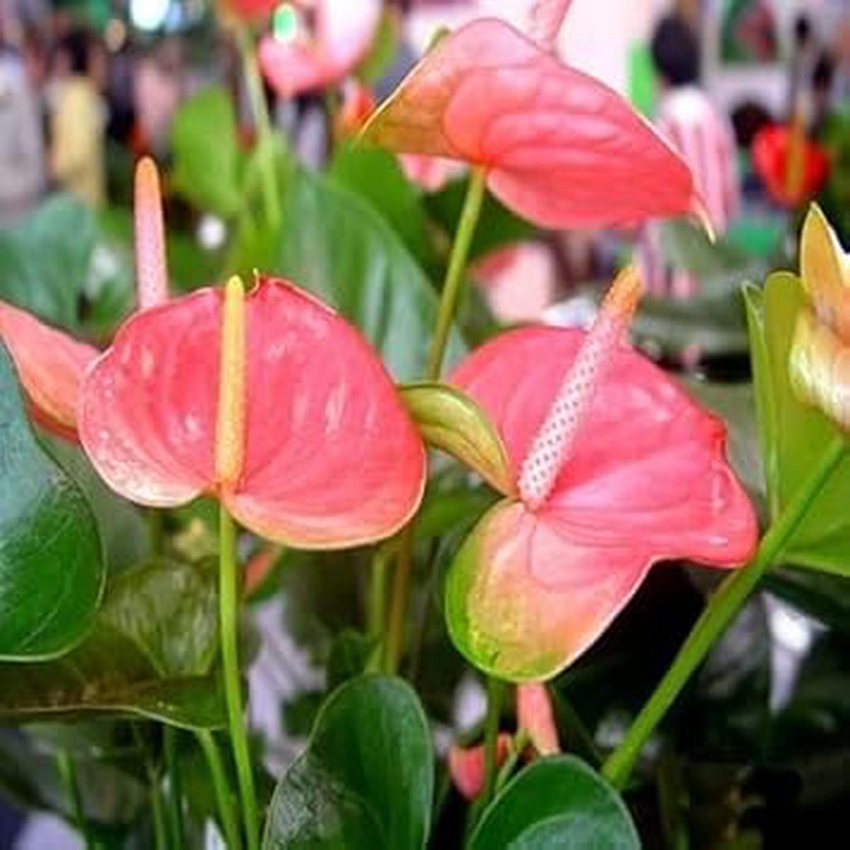 Heirloom Non-GMO Pink Anthurium Flower Seeds for Hydroponic Planting Exotic Tropical Blooms