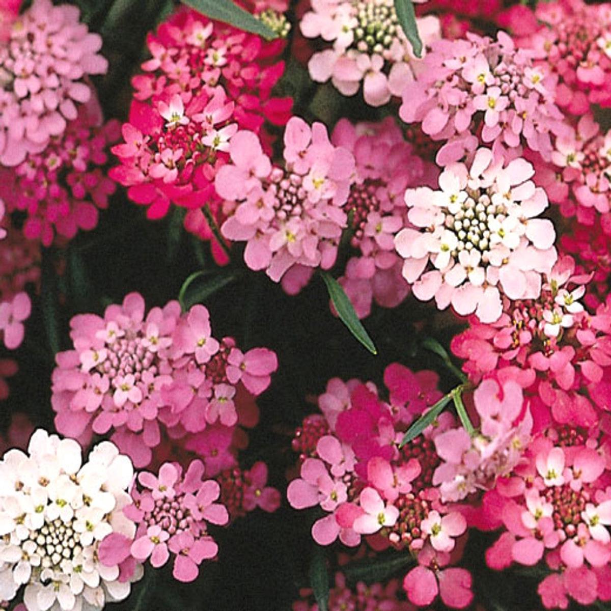 Iberis Candytuft Purple & Pink Mix Seeds for Colorful Garden Blooms