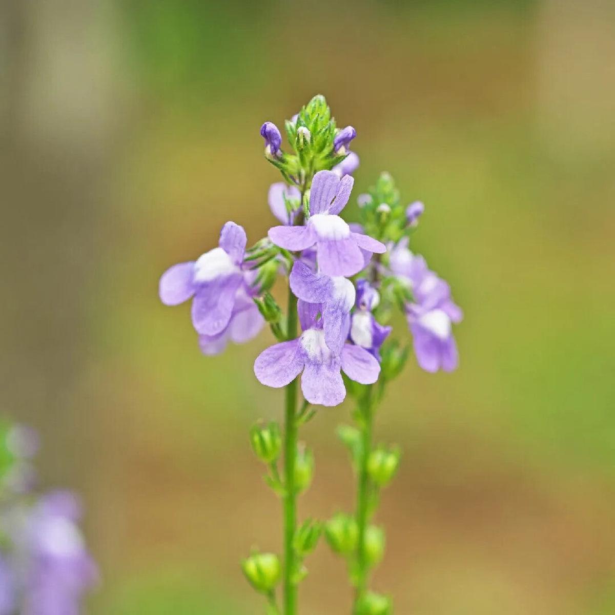 Oldfield Toadflax Flower Seeds for Planting Heirloom Non-GMO, High Germination Organic Garden Seeds