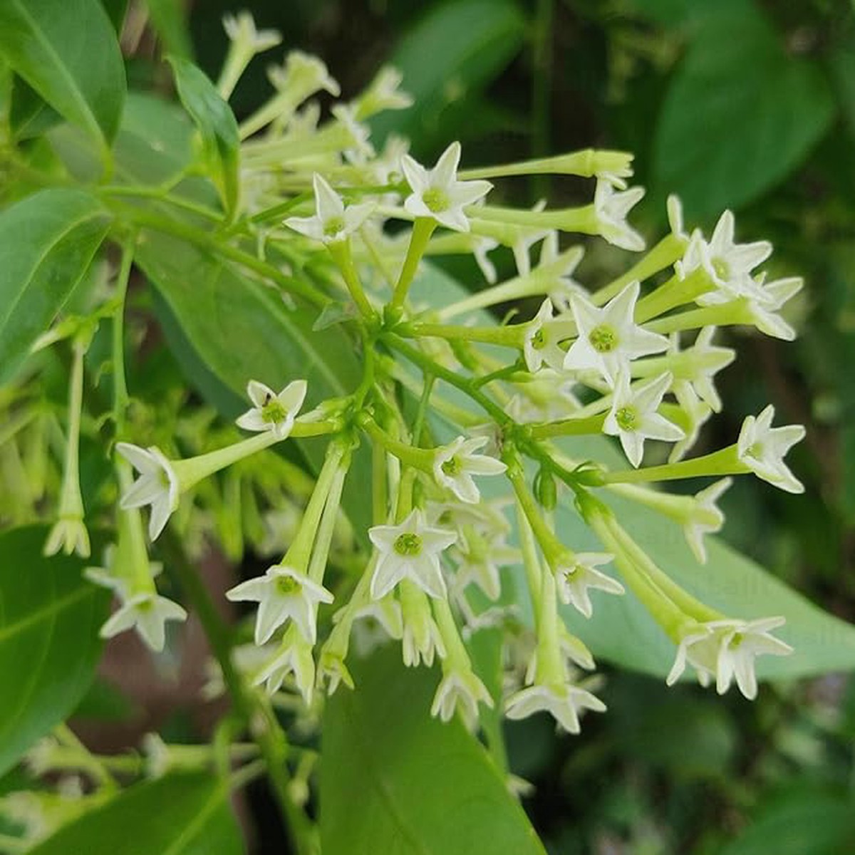 Organic Heirloom Non-GMO Raat Ki Rani Seeds for Planting Night Blooming Jasmine