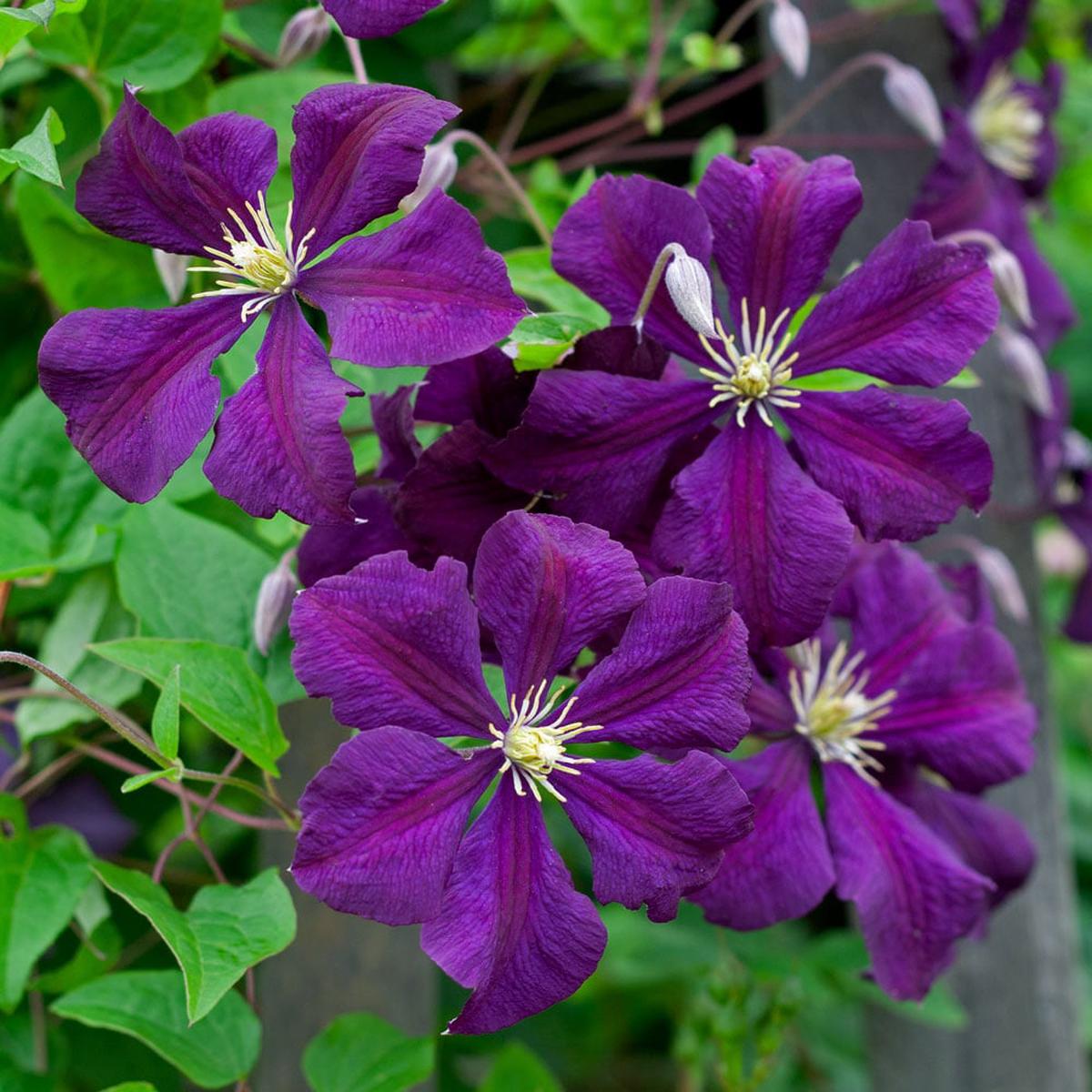 Purple Green Clematis Flower Seeds for Planting Heirloom, Non-GMO, Easy to Grow, Perennial
