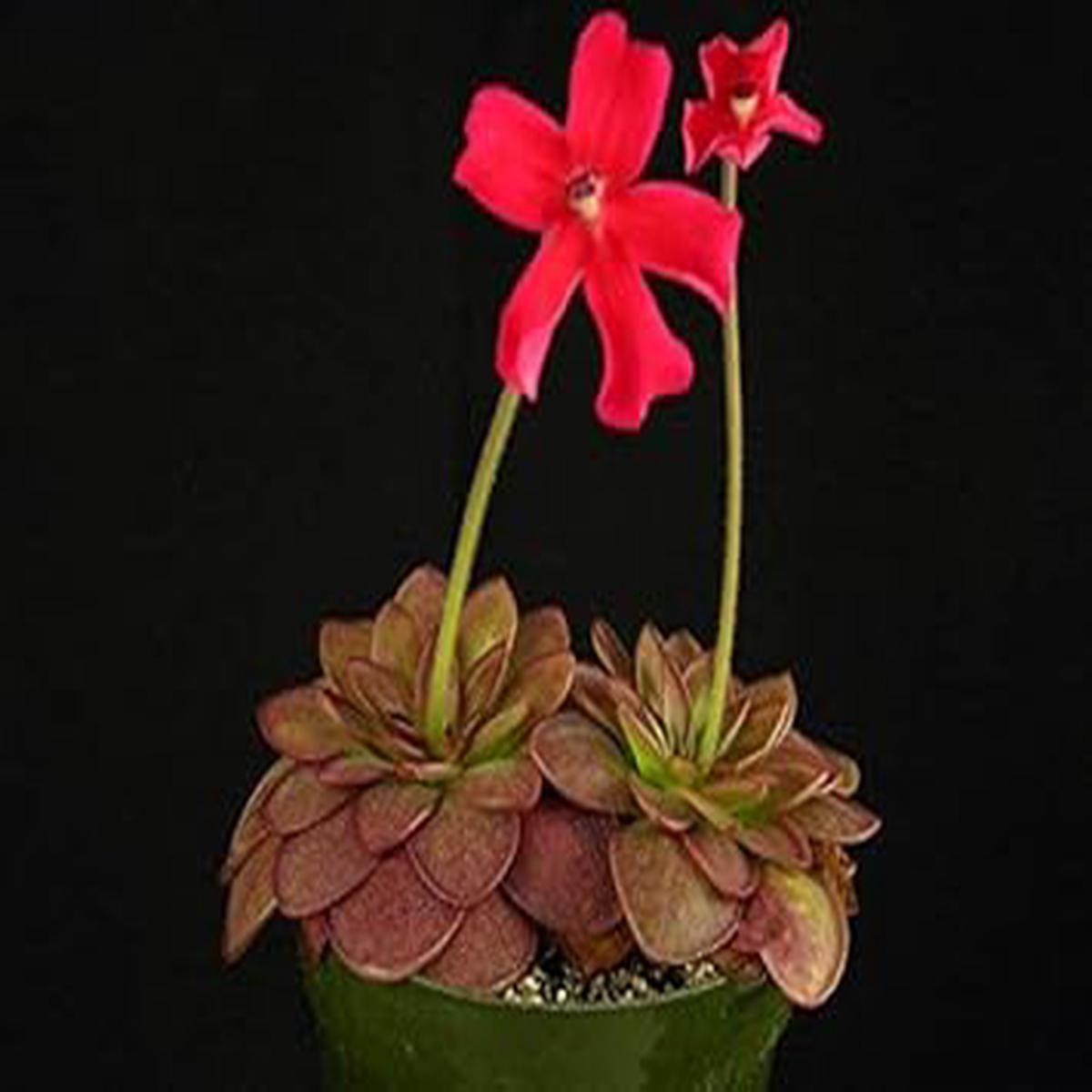 Red Butterwort Flower Planting Seeds NON GMO Seeds