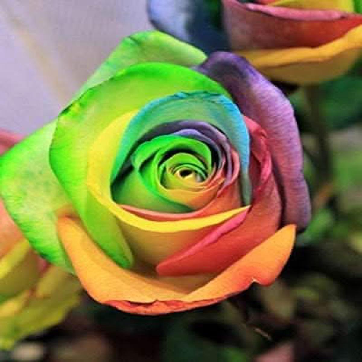 Rose Multicolor Rose Flower Seeds