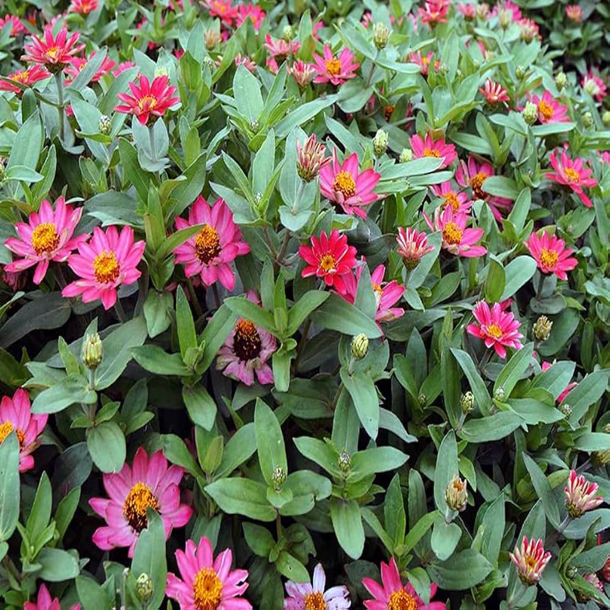 Zinnia Zinnia elegans Seeds for Planting in Flower Bed